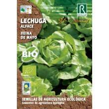 Semillas ecológicas de lechuga reina de mayo - Rocalba