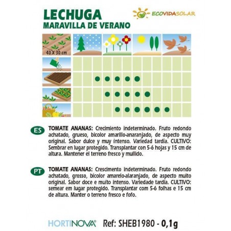 Semillas-lechuga-maravilla-de-verano-bio-Rocalba-Ecovidasolar