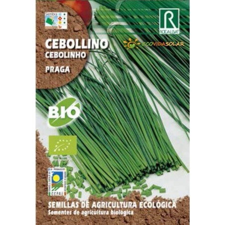  Semillas-cebollino-praga-bio-Rocalba-Ecovidasolar