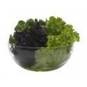 Bowl de vidrio con diversas hojas verdes frescas, ideal para comidas sanas.