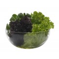 Bowl de vidrio con diversas hojas verdes frescas, ideal para comidas sanas.
