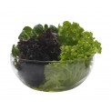 Bowl de vidrio de borosilicato