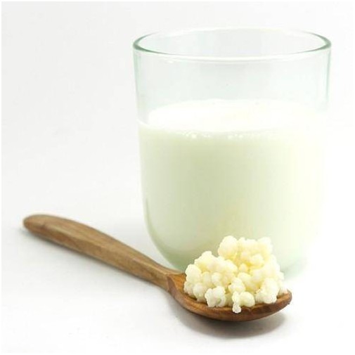 Un vaso de leche al lado de una cuchara de madera con gránulos de Kefirko sobre un fondo blanco.