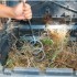 Usando el Aireador de compost en una compostera