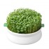 germinador de semillas plato de gres blanco con brotes germinados