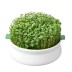 germinador de semillas plato de gres blanco con brotes germinados
