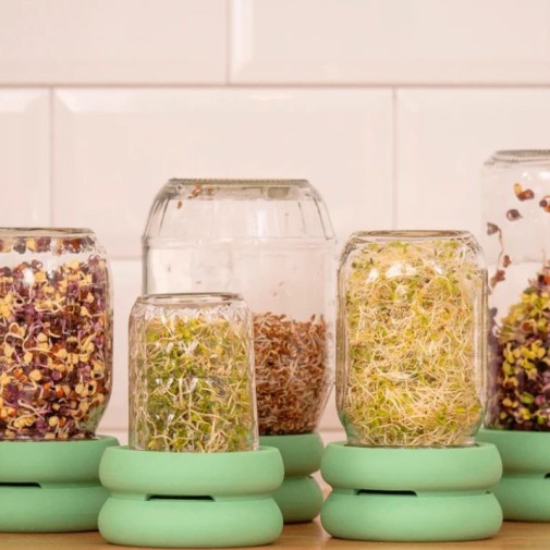 Tarros de diferentes modelos con las tapas germinadoras Sprout Food Huggers y sus semillas germinadas