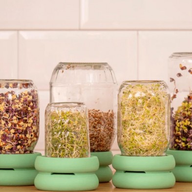 Tarros de diferentes modelos con las tapas germinadoras Sprout Food Huggers y sus semillas germinadas