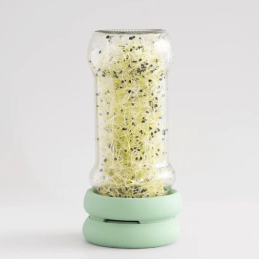 Bote largo de vidrio usando las Tapas germinadoras Sprout Food Huggers para germinar semillas.