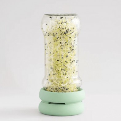 Bote largo de vidrio usando las Tapas germinadoras Sprout Food Huggers para germinar semillas.