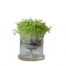 Maceta borosilicato autorriego 8 cm modelo básico