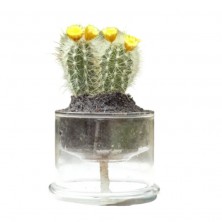 Maceta borosilicato autorriego 13 cm con un frondoso cactus