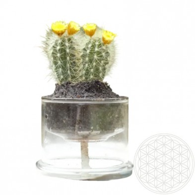 Maceta borosilicato autorriego 13 cm con el símbolo de la flor de la vida grabado