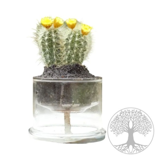 Maceta borosilicato autorriego 13 cm con el símbolo de la árbol de la vida grabado