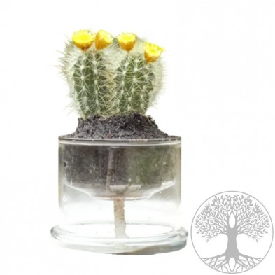 Maceta borosilicato autorriego 13 cm con el símbolo de la árbol de la vida grabado