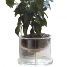 Una planta en maceta de borosilicato de autorriego con tierra y raíces visibles.