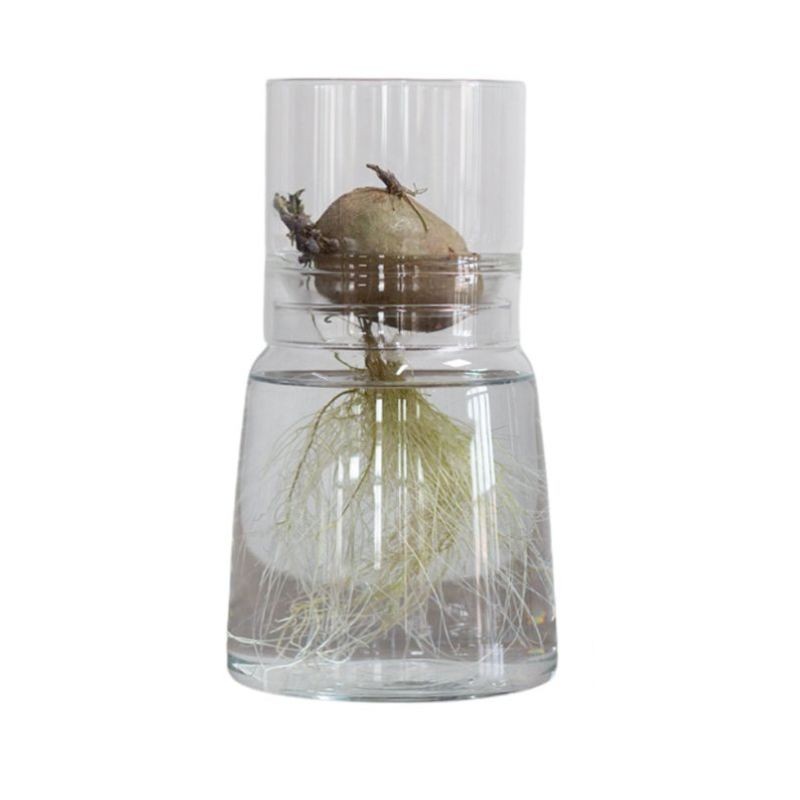 Una raíz de patata en agua con raíces creciendo en jarrón de borosilicato autorriego