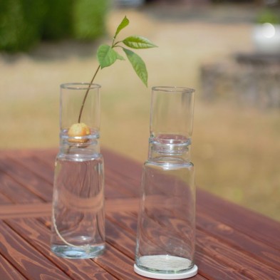 Un hueso de aguacate germinando en el jarrón borosilicato autorriego de 9 cm bajo