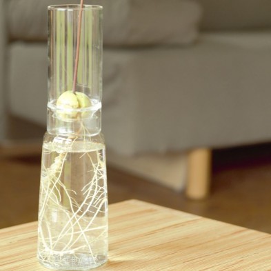Jarrón borosilicato Autorriego Alto 9 cm con árbol de aguacate detalle ampliado de las raíces