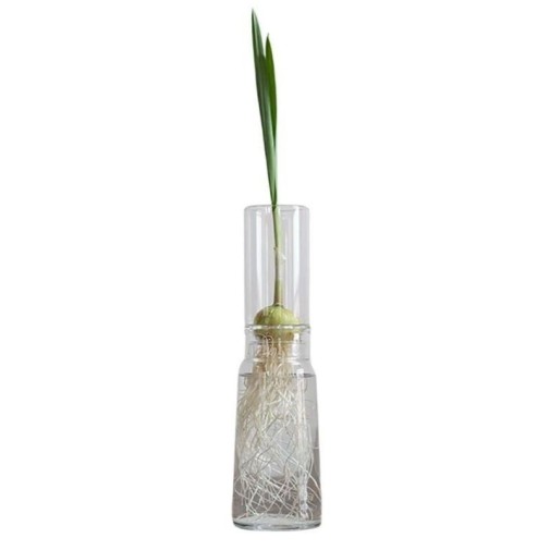 Jarrón borosilicato Autorriego Alto 9 cm modelo básico con bulbo