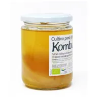 SCOBY Kombucha disco bio ecológico para fermentar en casa