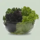 Descubre el Bol Ecológico Perfecto para Ti