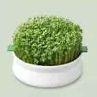 Germinador de semillas: cultiva brotes frescos fácilmente