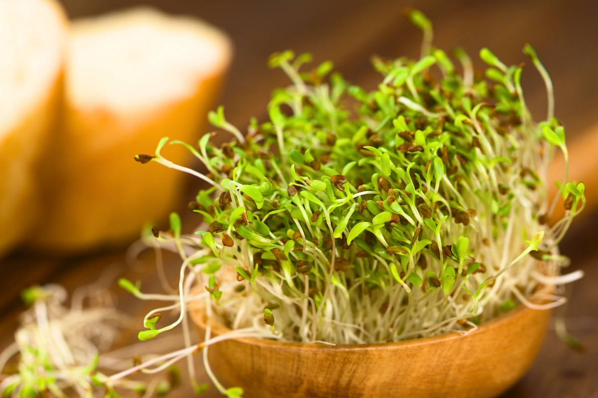 Brotes de germinados listos para usar