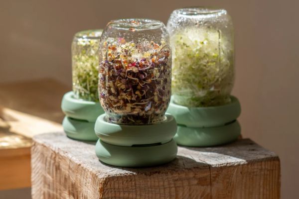 Brotes germinados con las Tapas germinadoras Sprout Food Huggers