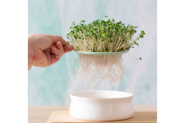 Semillas germinadas en el germinador con platillo de Germline