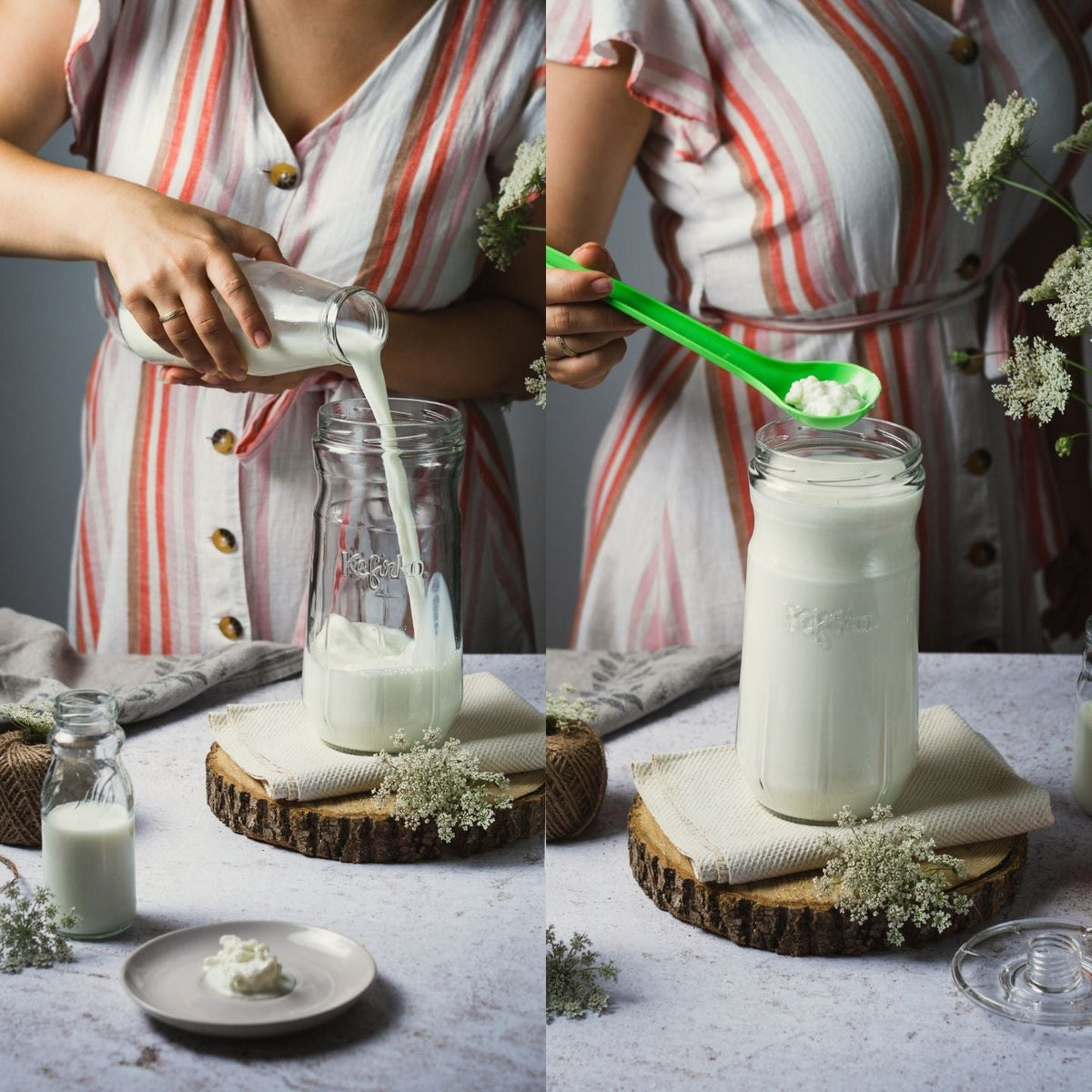 Leche y nódulos de kéfir entrando en el tarro de vidrio Kefirko