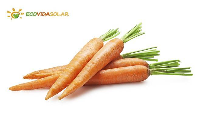 Fotos de zanahorias