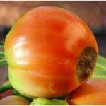 Necrosis o podredumbre apical del fruto del tomate
