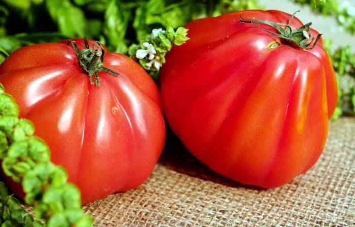Tomatas y Pimientos para hacer un buen gazpacho