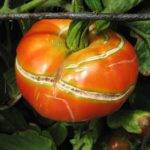 Agrietado de los frutos en el tomate