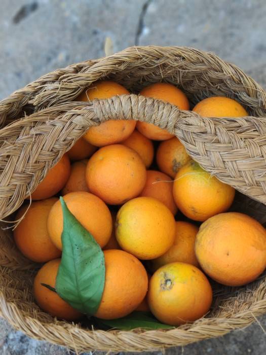 Naranjas de la huerta recién cogidas