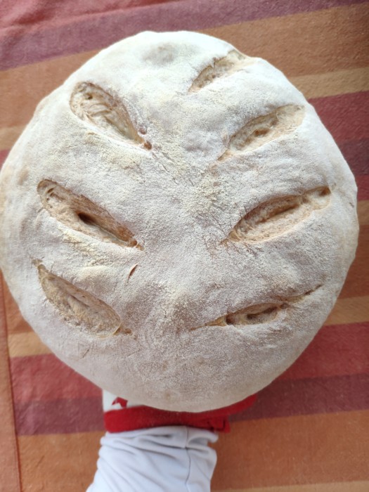 Este es el pan que vas a poder hacer si sigues mis pasos. Corteza crujiente y miga esponjosa. 