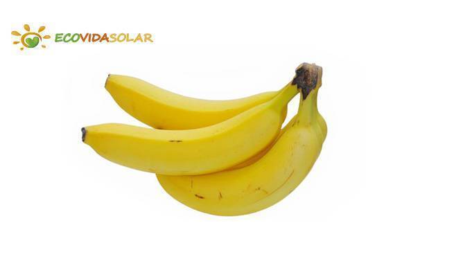 Plátano o banana (Musa cavendishii, sin. M chinens