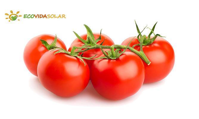 Tomate (Lycopersicum esculentum)